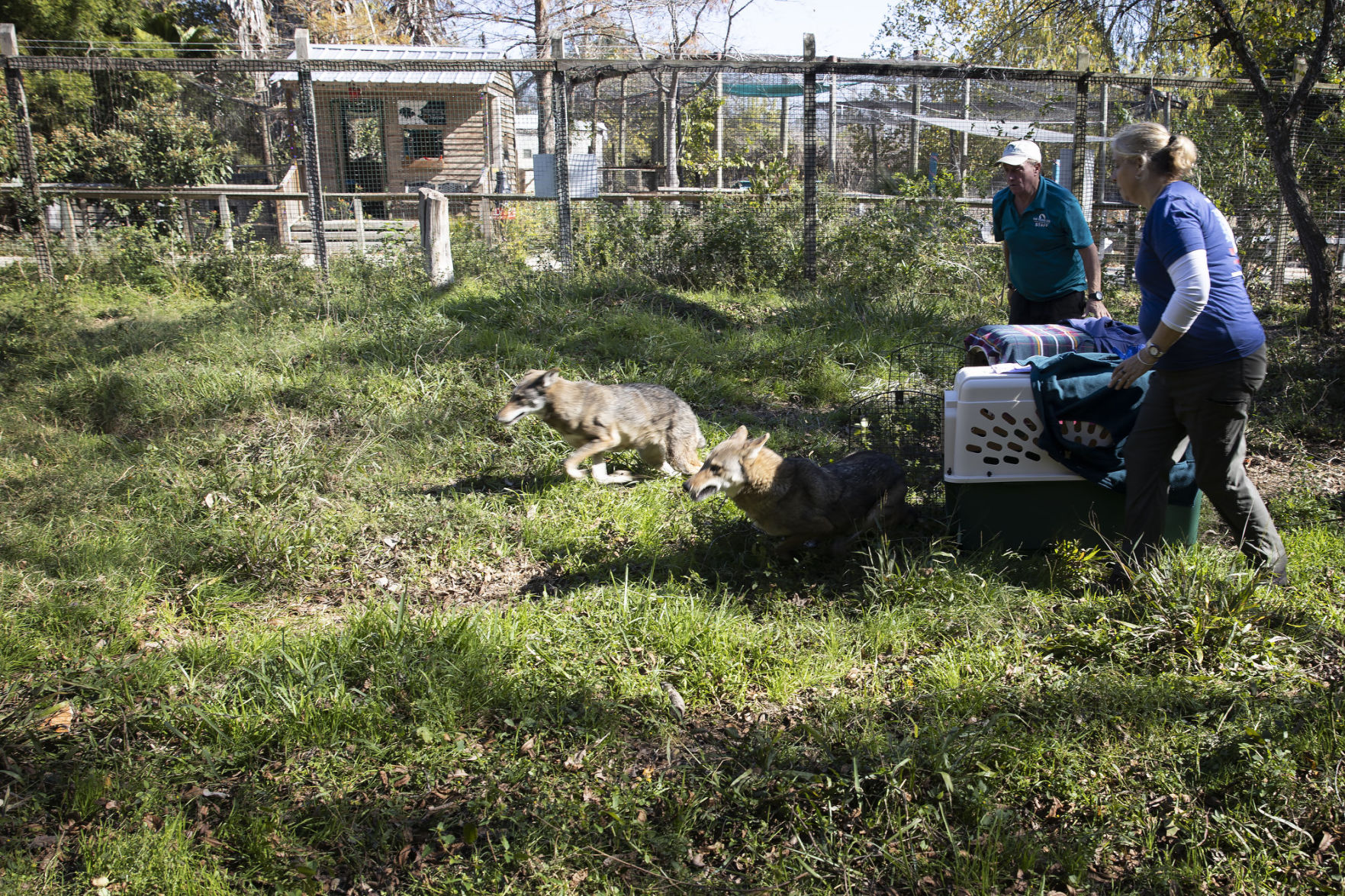 Red wolf conservation program at the Texas Zoo